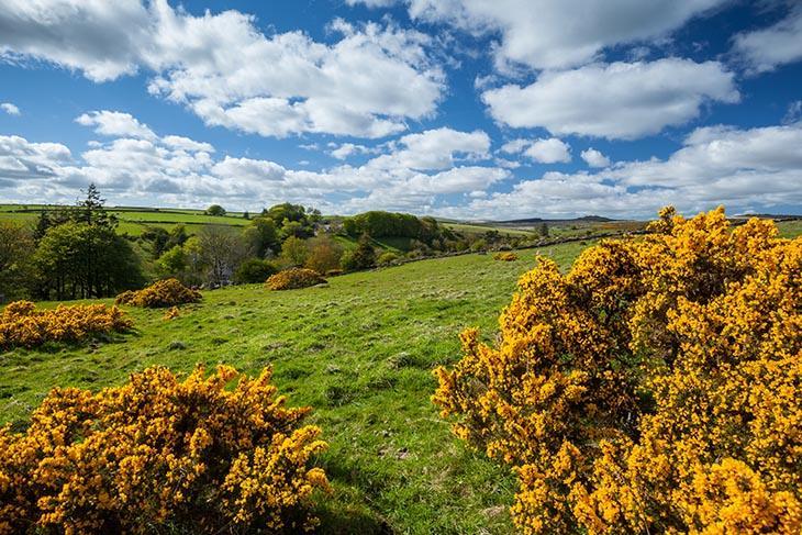 Wydemeet Bed & Breakfast Yelverton Bagian luar foto